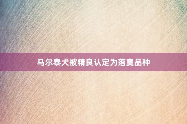 马尔泰犬被精良认定为落寞品种