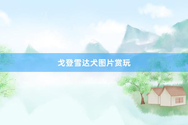戈登雪达犬图片赏玩